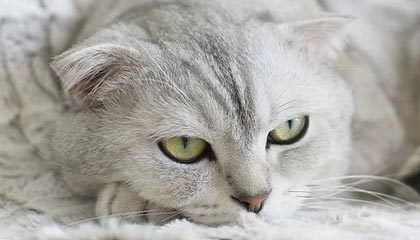 开云电竞app-哈兰德连续17场破门，英超十冠王难敌青春锋线，哈兰德的转会费