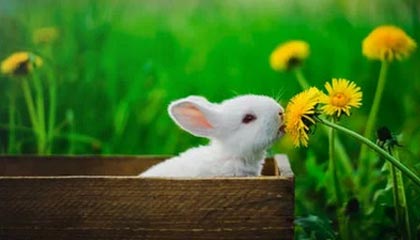 开云体育官网下载安装-李明爆发：28分8篮板5助攻，展现全能表现！，李明什么水平